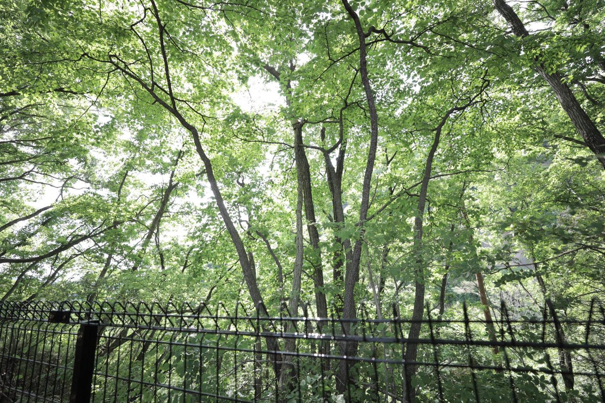 Sauna Forest Cabin 軽井沢 御代田　Mori-Asobi Oiwake Zewnętrze zdjęcie